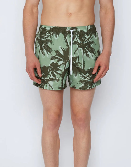 Short medium 14 inch Green Dust Palmtree